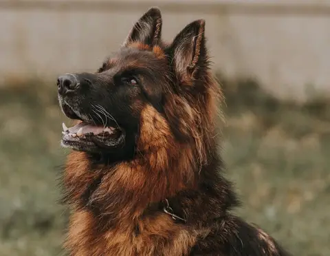 SAM