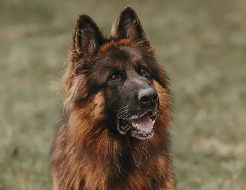 SAM photo 3