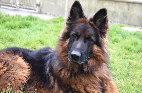 SAM photo 5