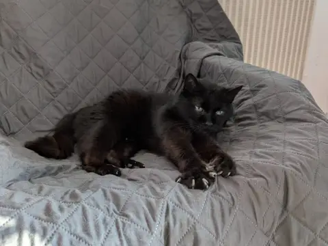 RINGO (FR)