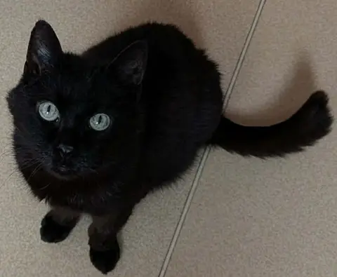 RINGO (FR) photo 2
