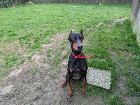 Dobik photo 2