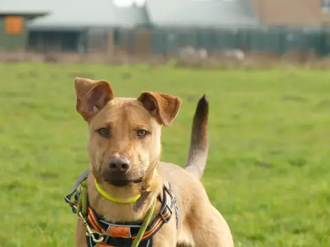 MILO