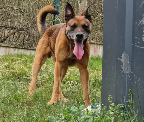 Bonzo