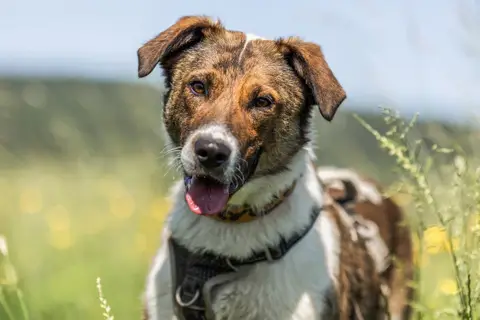 FIDO