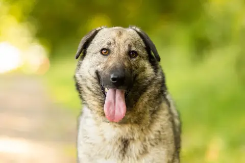 SILAS