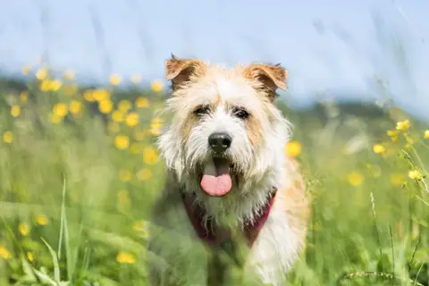 BAYA