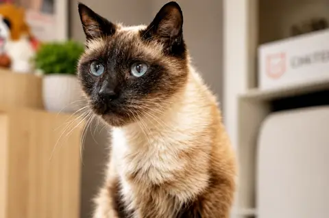 OSCAR