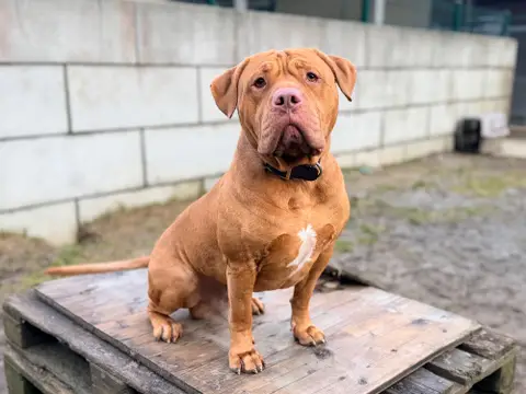 THOR