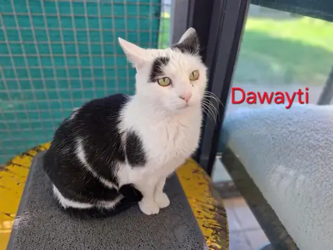 DAWAYTI