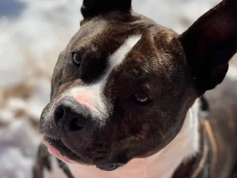 ICEO