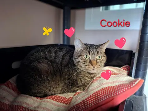 Cookie