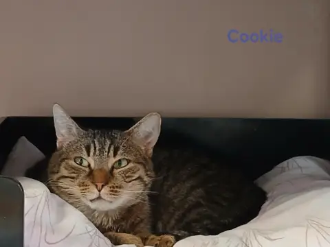 Cookie photo 2