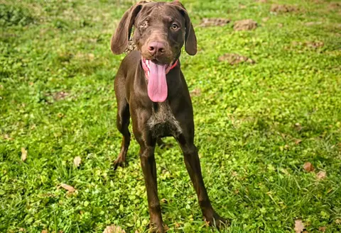 Naika