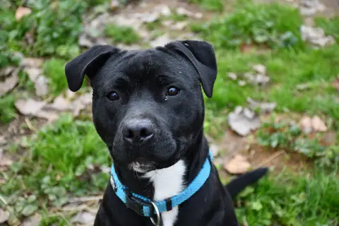 DOUG (en cours d'adoption)