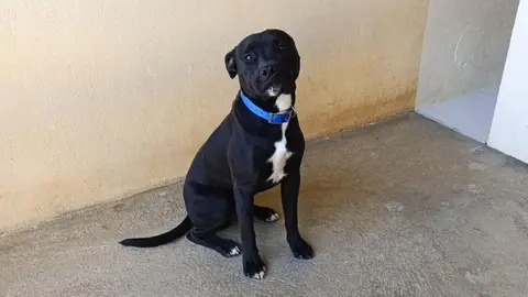 DOUG (en cours d'adoption) photo 2