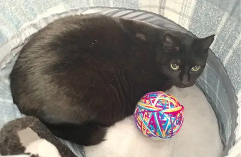 TINO