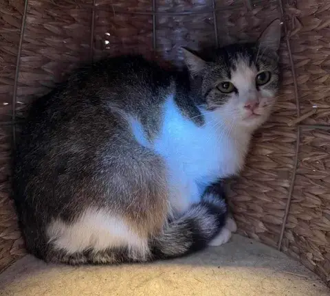 KIWI
