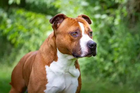 Drago photo 2