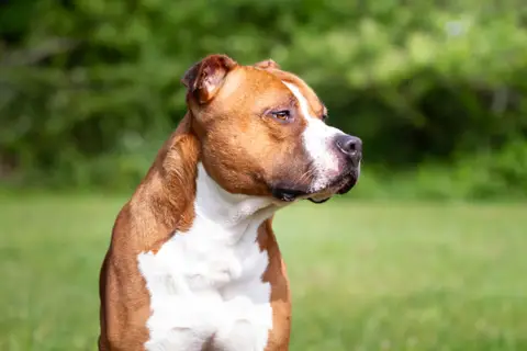 Drago photo 3