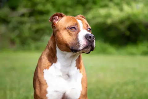 Drago photo 4