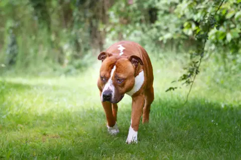Drago photo 6