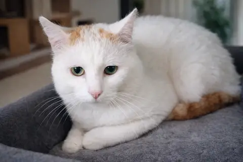 Simba