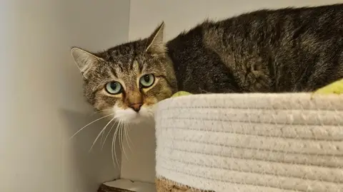 Tora
