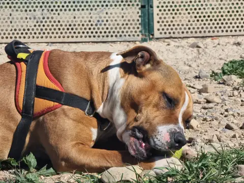 NALA photo 4