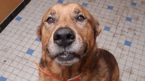 Tyson