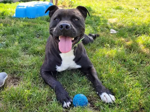 MAESTRO