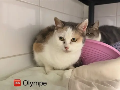 Olympe