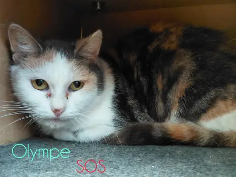 Olympe photo 2