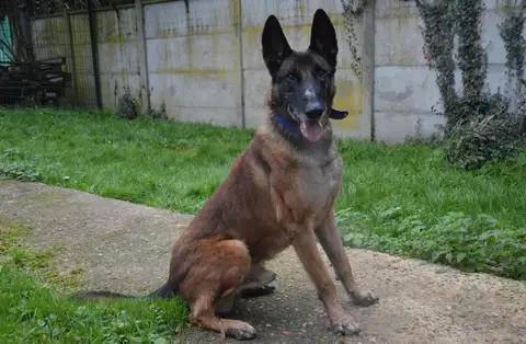 OSWALD CHAO photo 4