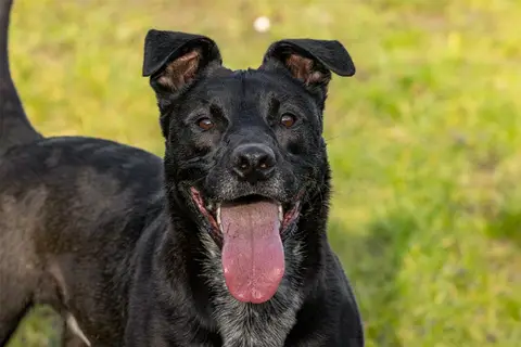 TISCO