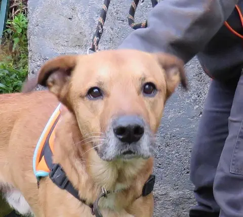 TYSON