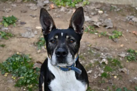 Filou