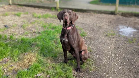 ALI DOG photo 2