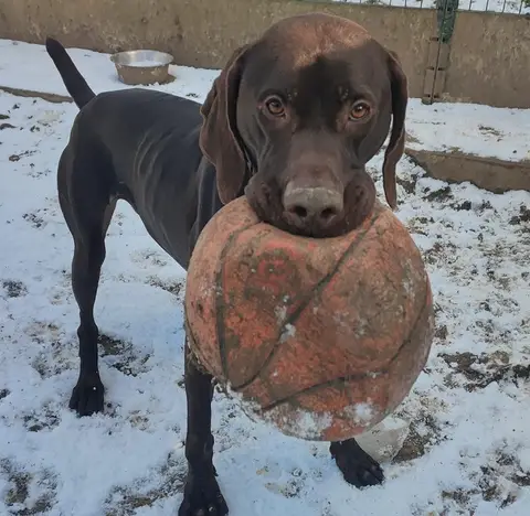 ALI DOG photo 3