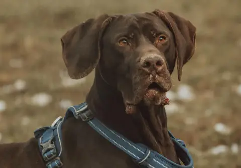 ALI DOG photo 5