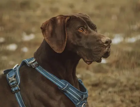 ALI DOG photo 6