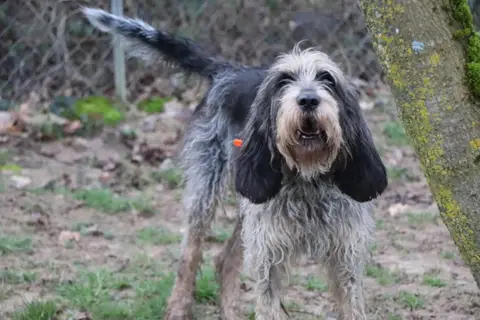 Odin