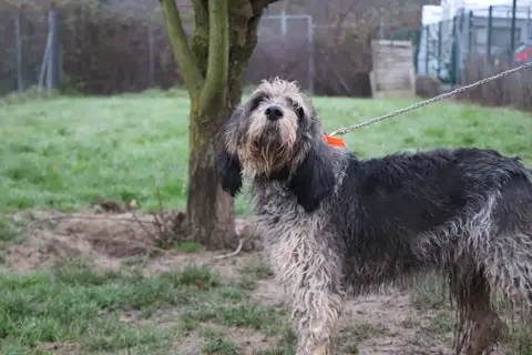 Odin photo 2