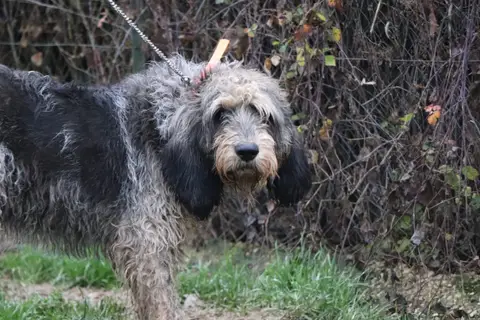 Odin photo 3