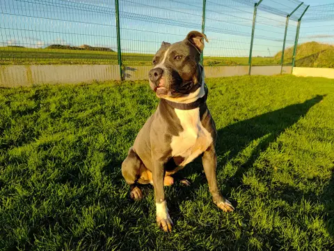 Marley photo 2