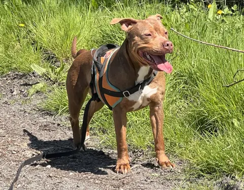 Bella
