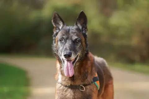 balou