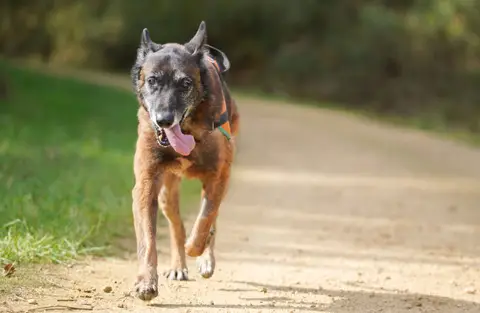 balou photo 6
