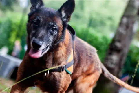 balou photo 2