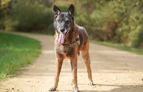 balou photo 4